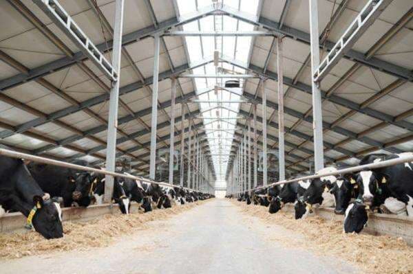 Estika Tata Tiara (BEEF) Bakal Kedatangan 250 Ekor Sapi pada Oktober 2025