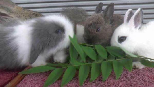 Raup Jutaan Rupiah Dari Berternak Kelinci Hias, Pembeli Seluruh Indonesia, Dipasarkan Lewat Medsos