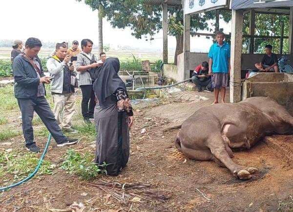 Heboh! Sapi Kurban Milik Presiden Prabowo Mati di Polman, Turbo Bikin Nyesek Peternak