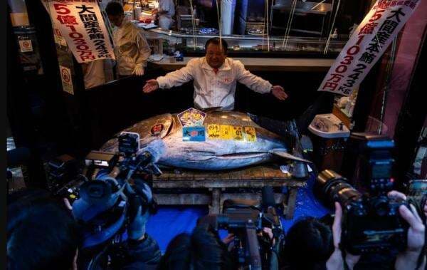 Top! Tuna Sirip Biru Laku Terjual Rp54 Miliar dalam Lelang di Tokyo