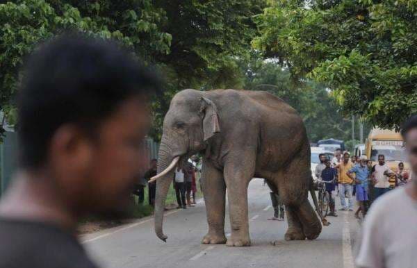 Ngeri! Gajah Ngamuk Bunuh 20 Orang di India