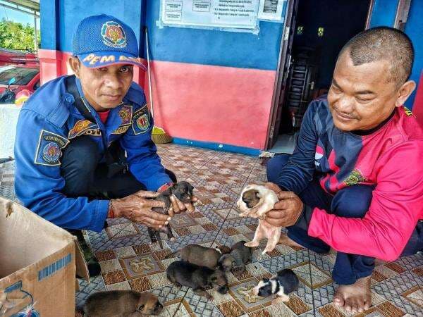 Warga Katingan Temukan 7 Anak Anjing Baru Lahir Terlantar, Diduga Dibuang Orang