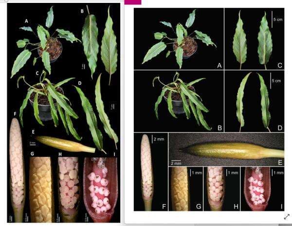 12 Spesies Tumbuhan Baru Indonesia Ditemukan Sepanjang 2025