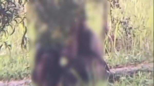 Viral Video Diduga Sepasang Pelajar Begituan Disebuah Taman di Jonggol, Begini Kata Camat