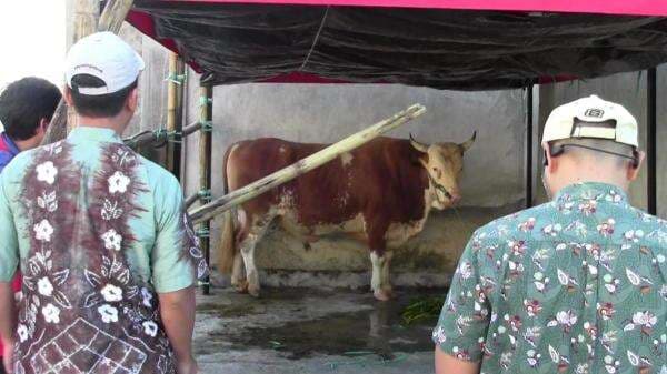 Sapi Kurban Jumbo Presiden Prabowo Tiba di Mamuju, Harga Fantastis Capai Rp123 Juta