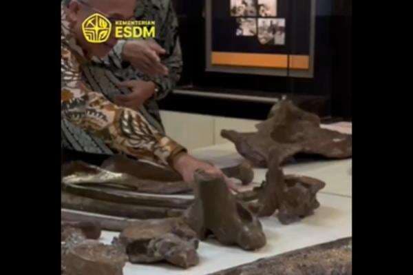 Wow! Fosil Gajah Purba Berusia 800.000 Tahun Ditemukan di Nganjuk