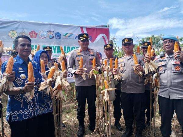 Sinergi Kepolisian dan Petani: Kapolres Gowa Hadiri Panen Raya Jagung untuk Perkuat Ketahanan Pangan