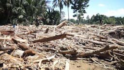 Kemenhut: Kayu Hanyut Terbawa Banjir Sumatra Bisa Dipakai untuk Pemulihan Pascabencana