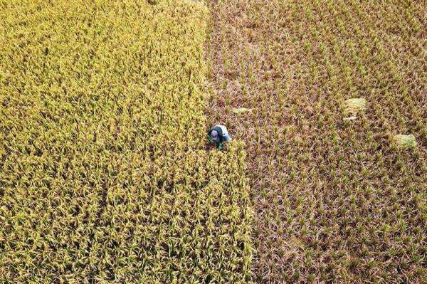 BPS Proyeksi Panen Raya Padi Terjadi di Awal 2026