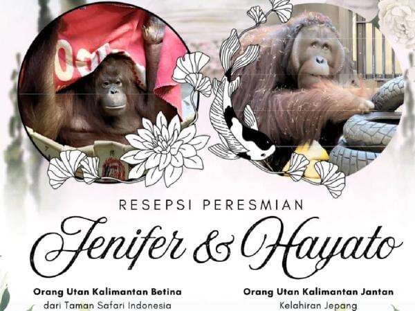 Viral KBRI Tokyo Umumkan Resepsi Pernikahan Orang Utan Kalimantan di Tobe Zoo Jepang