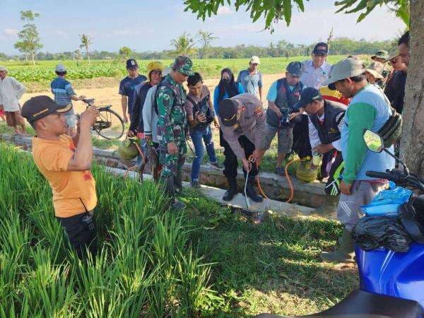 Petani Lumajang Gencarkan Gropyokan Massal untuk Kendalikan Hama Tikus