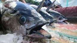 Indonesia Kerja Sama dengan Jepang untuk Bangun Pasar Ikan Natuna