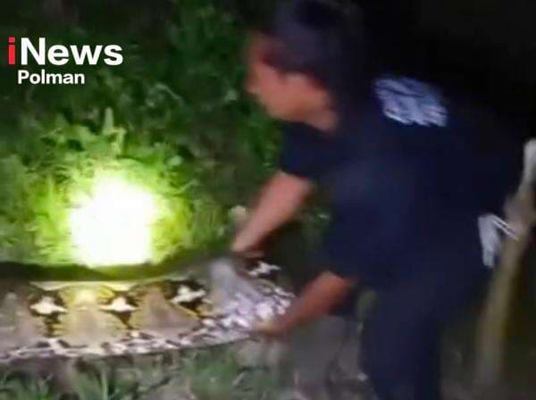 Viral! Ular Piton Raksasa Sebesar Batang Pohon Ditangkap Warga Kecamatan Matangga Viral! Ular Piton Raksasa Sebesar Batang Pohon Ditangkap Warga Kecamatan Matangga