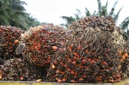 Harga CPO Bangkit, Aksi Beli Murah Dorong Kenaikan