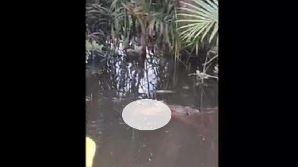 Detik-Detik Bocah di Halmahera Hilang Dibawa Buaya Terekam Kamera, Warga Histeris