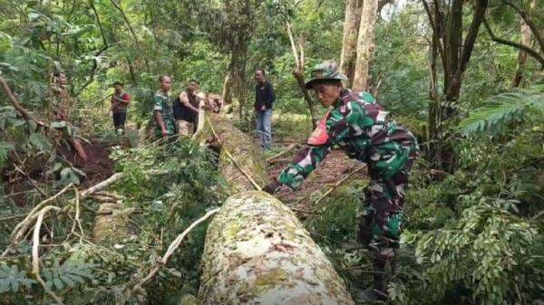 5 Orang Ditetapkan Tersangka Illegal Logging di Hutan Gunung Ciremai