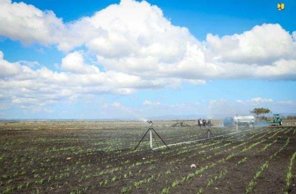 Kualitas Tanah di Merauke Lebih Baik dari Australia, Diklaim Cocok untuk Food Estate