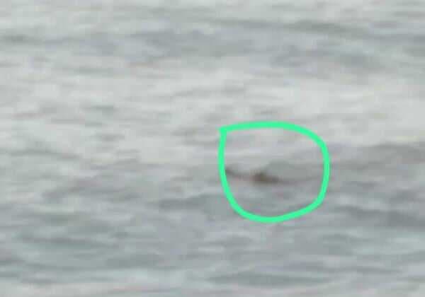 Viral Warga Rekam Penampakan Buaya di Pantai Babana, Mamuju Tengah