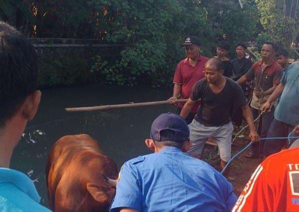 Sapi di Mojokerto Kabur Tercebur Sungai saat Hendak Dikurbankan, Evakuasi Dramatis!