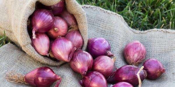 Intip Harga Pangan Hari Ini, Bawang Merah Tembus Rp45.800 per Kg