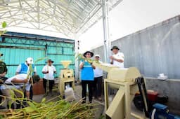 Peluang Ekonomi Baru, Tanam Sorgum Bisa Jadi Pangan dan Sumber Biomassa untuk Pembangkit