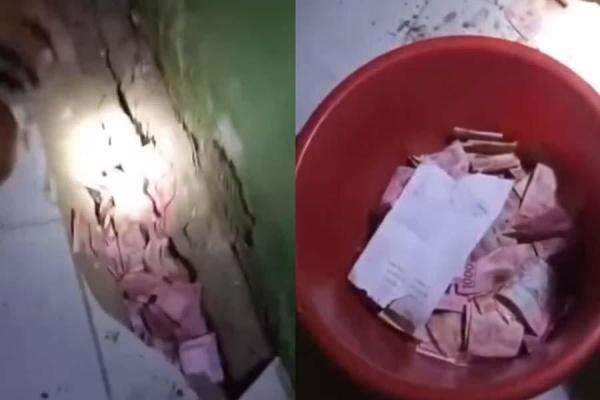 Asli Ada Tikus Bawa Kabur Uang Petani Rp22 Juta Hasil Panen Gabah   