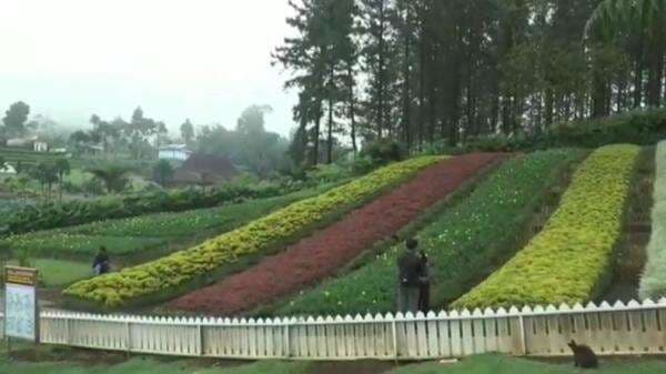 Taman Bunga Lereng Gunung Slamet, Wisata Murah Pesona Alam Berkabut