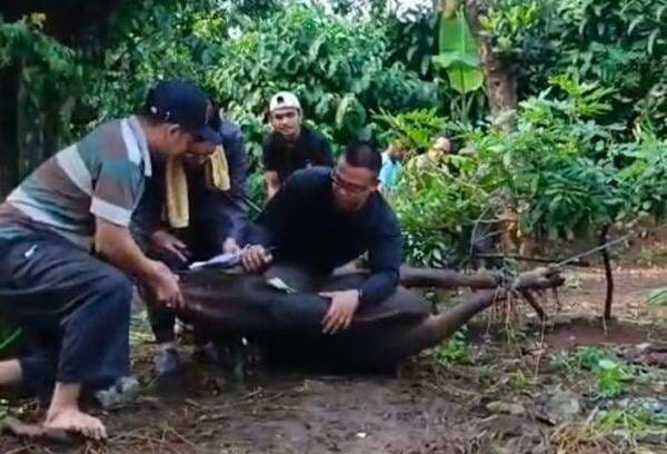 Jagal Hewan Kurban di Citayam Meninggal Dunia Saat Menyembelih, Videonya Viral