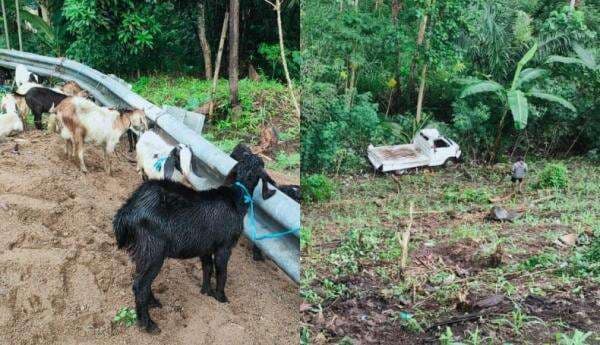Kecelakaan Mobil Pengangkut 30 Kambing Kurban Terjung ke Jurang di Sinjai, Hendak Dibawa ke Palopo