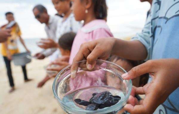 Edukasi Lingkungan dan Pelepasliaran Tukik di Pulau Barrang Caddi Makassar