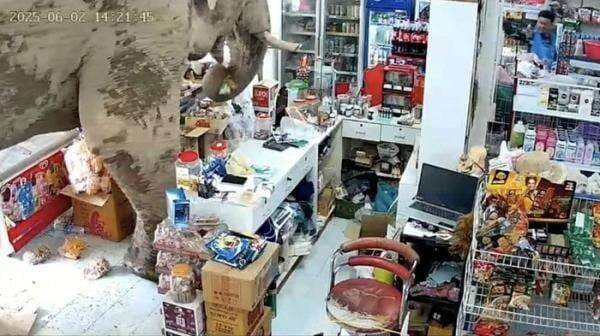 Viral Gajah Liar Masuk Minimarket, Pilih Makanan dan Bawa Kabur Sekantong Camilan 