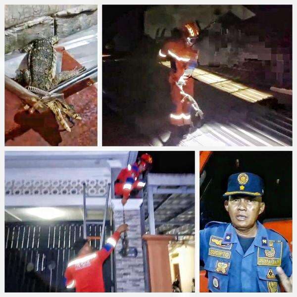 Dikira Ular Kobra, Biawak Gigit Jari Tangan Tukang Bangunan Hingga Terluka, Petugas Damkar Evakuasi