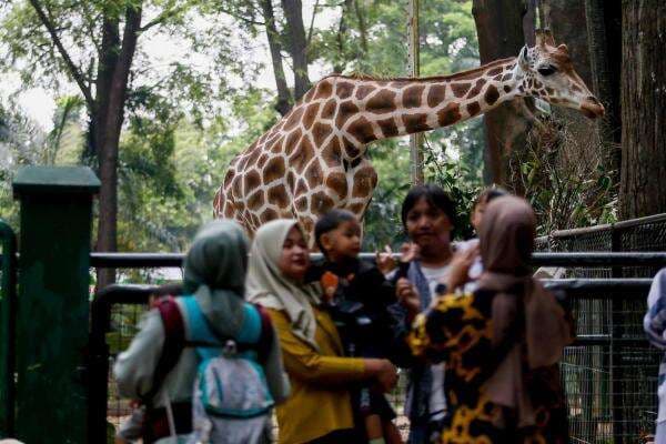 Uji Coba Taman Margasatwa Ragunan Buka Malam Ini, Berapa Tarifnya?