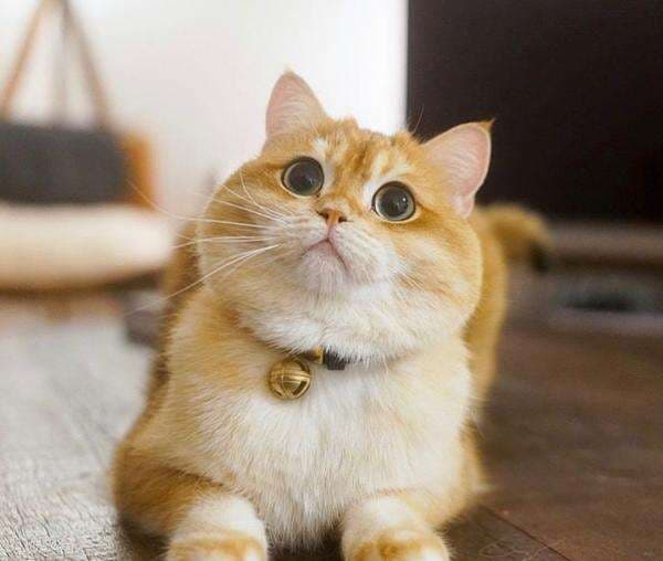 Jangan Sampai Keliru, Inilah Ciri-ciri Kucing Anggora yang Kamu Harus Ketahui Jangan Sampai Keliru, Inilah Ciri-ciri Kucing Anggora yang Kamu Harus Ketahui