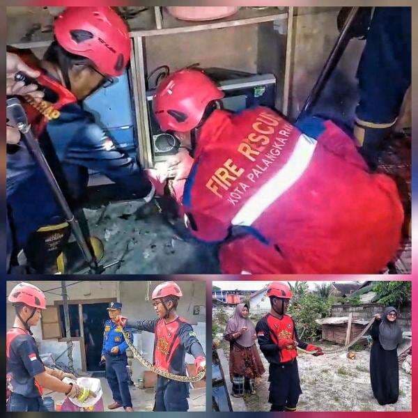 IRT di Palangka Raya Panik Saat Ular Piton 2 Meter Masuk ke Dalam Rumah