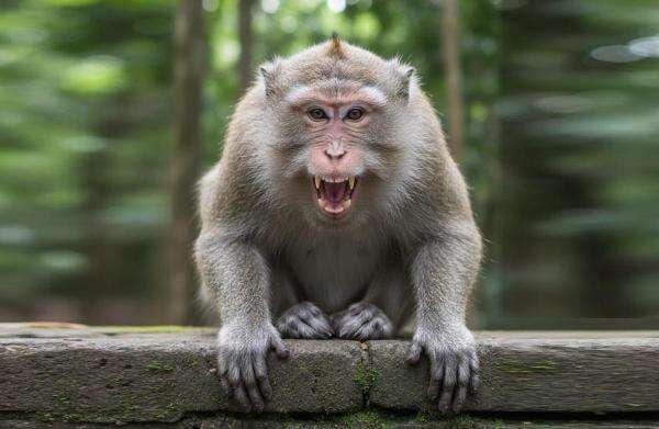 Wisatawan di Phuket Diperingatkan Bahaya Rabies akibat Gigitan Monyet Liar