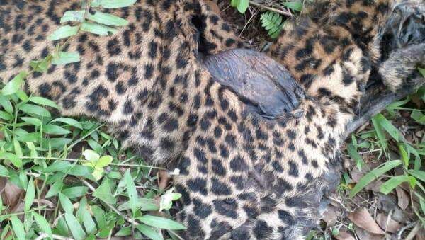 Bangkai Macan Tutul Jawa Ditemukan di Cisompet Garut, Diduga Kena Jerat Ilegal