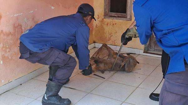 Damkar Kuningan Evakuasi Anjing Liar yang Masuk ke Rumah Warga Damkar Kuningan Evakuasi Anjing Liar yang Masuk ke Rumah Warga