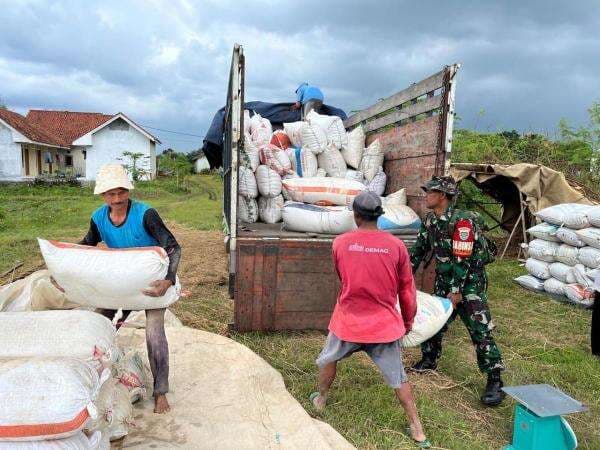 Strategi Cerdas BULOG Cirebon Bikin Serapan Gabah Tembus Rekor Nasional
