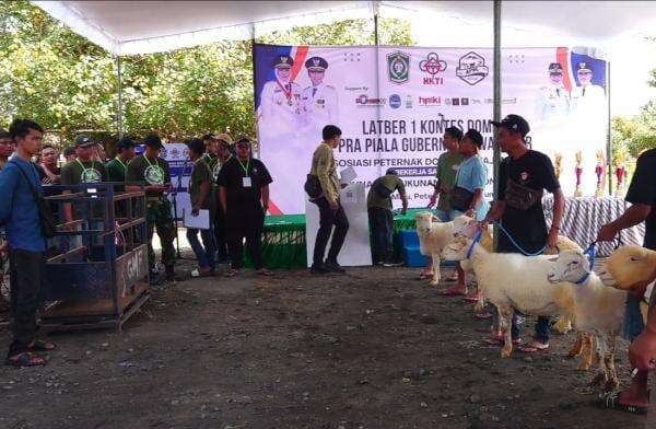 Puluhan Domba Unggulan Ikuti Kontes di Pasar Hewan Lumajang