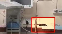 Viral Tikus Berkeliaran di Ruang NICU, 2 Bayi Meninggal