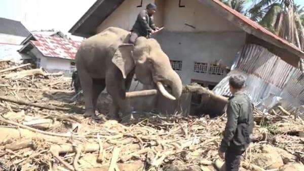 4 Gajah Dikerahkan Evakuasi Meterial Banjir dan Longsor di Pidie Jaya