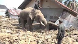 4 Gajah Dikerahkan Evakuasi Meterial Banjir dan Longsor di Pidie Jaya