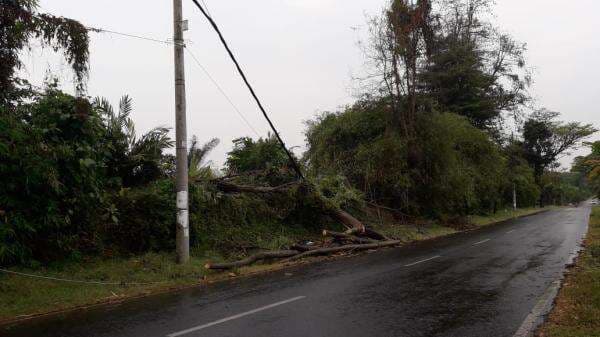 Diterpa Angin, Pohon Tumbang Timpa Kabel PLN di Jalur Semingkir-Randudongkal
