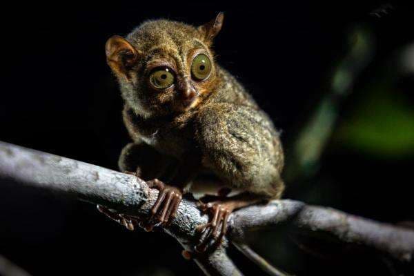 Babel Punya Modal Lengkap untuk Jadi Destinasi Kelas Dunia, Ini Strateginya