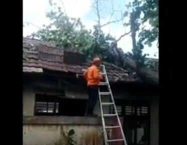 Pohon Tumbang Timpa SD Negeri Tegal Cabe Cilegon, 2 Ruang Kelas Rusak Parah