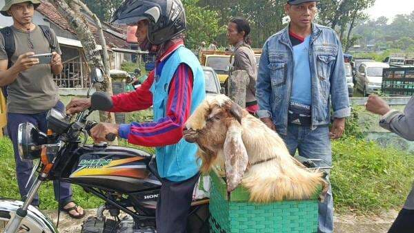 Menjelang Idul Adha, Ojek Pangkalan di Gunungkidul Raup Untung dari Jasa Ojek Kambing