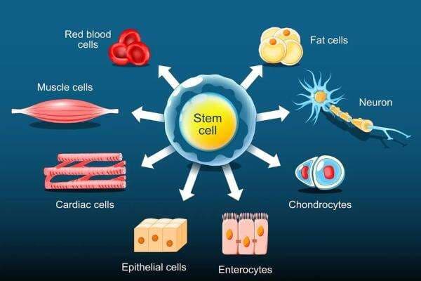 Terapi Stem Cell Makin Populer di Indonesia, Efektif Perbaiki Jaringan dan Atasi Osteoartritis