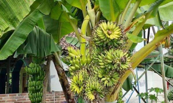 Bikin Heboh, Pohon Pisang Unik Berbuah 6 Tandan di Ponorogo