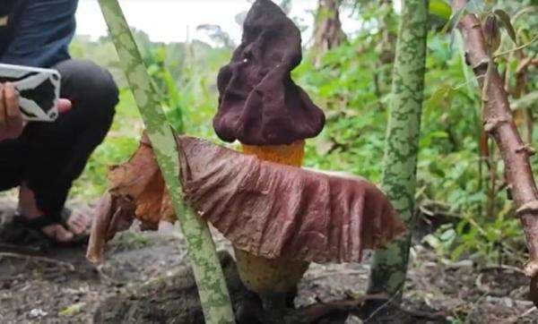 Heboh Bunga Bangkai 50 Cm Tumbuh di Lahan Pemakaman Cirebon